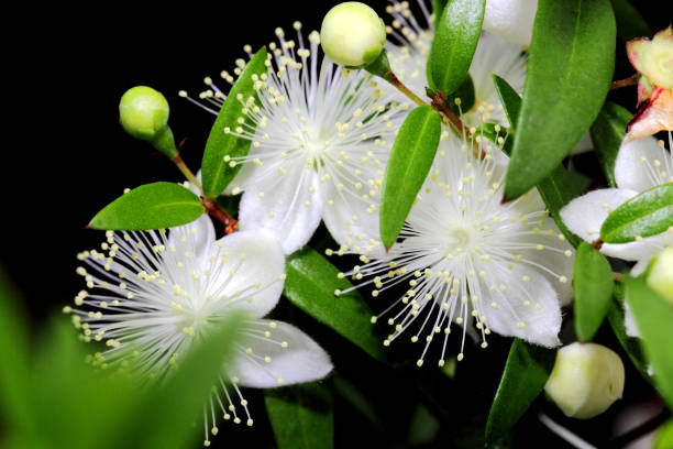 blumen von myrte oder myrtus communis nahaufnahme auf dunklem hintergrund. - myrtus stock-fotos und bilder