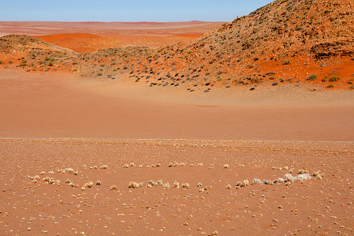 The fairy circles in the Namib Desert range from about 12 to 114 feet in diameter and consist of bare patches of soil surrounded by rings of grass.  It's believed that the bare patches act as water reservoirs which the grass along the edges of the circle can access.