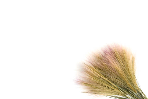 Dry feather grass, decorative frame on a white background. Top view, flat lay, place for text, copy space. Autumn or summer concept.