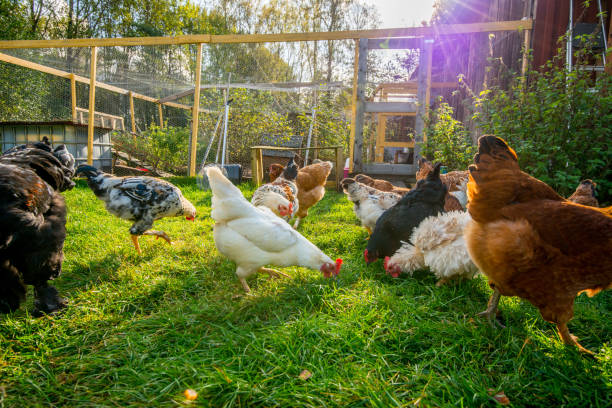istock Happy chicken outside their pen 1268039193