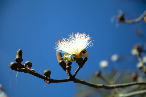 White pseudobombax ellipticum or shaving brush tree, Dr Seuss tree, Cienfuegos, Cuba