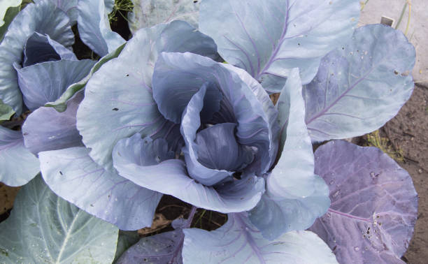 istock Red cabbage growing in the field, close-up, top view 1268039382