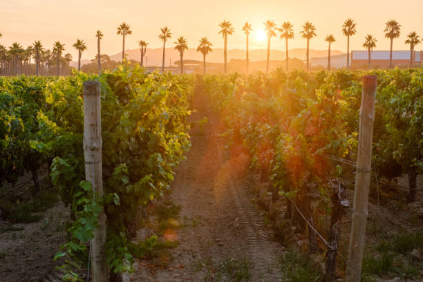 Vineyard with palm trees on the background Close view of a vineyeard during a golden hour sunrise with palm trees and mountain on the background golden hour wine stock pictures, royalty-free photos & images
