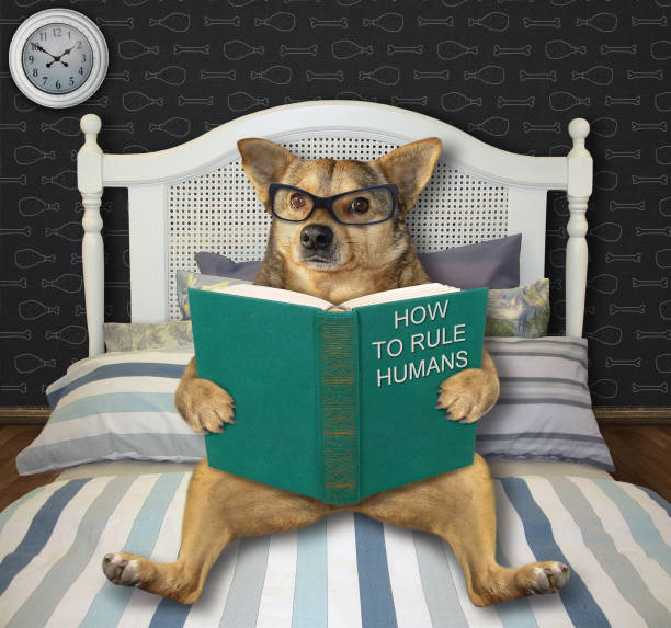 istock Dog reading funny book in bed 1268041778