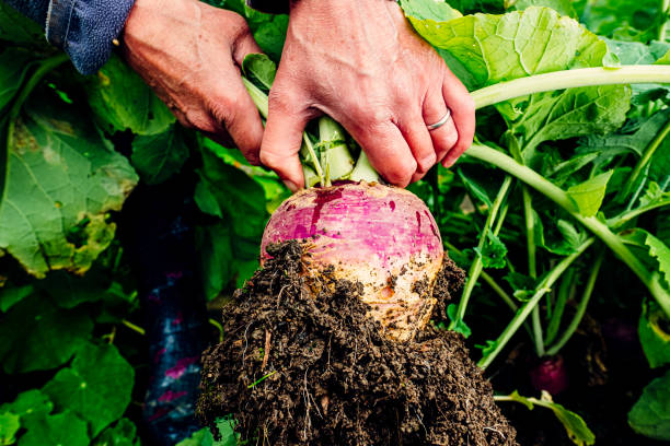 istock Harvesting turnips in vegetable garden 1268041783