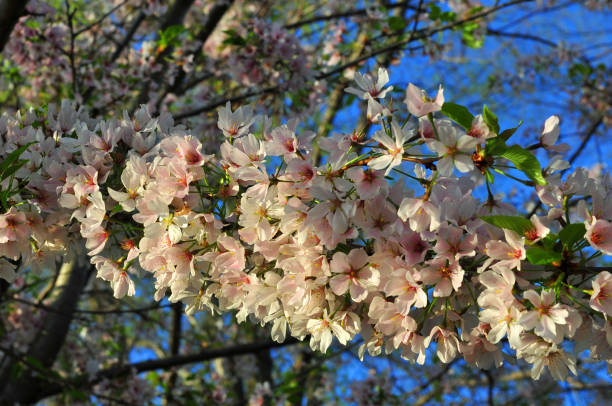 istock Spring flowers-Cherry blossoms-Howard County Indiana 1268041792