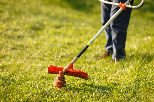istock mowing trimmer - worker cutting grass in green yard at sunset 1268041839