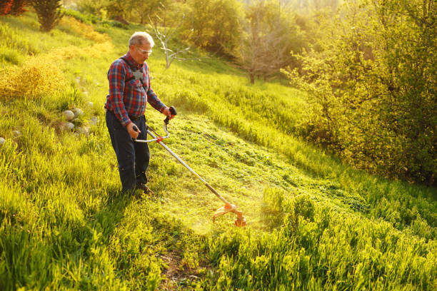 istock mowing trimmer - worker cutting grass in green yard at sunset 1268041893