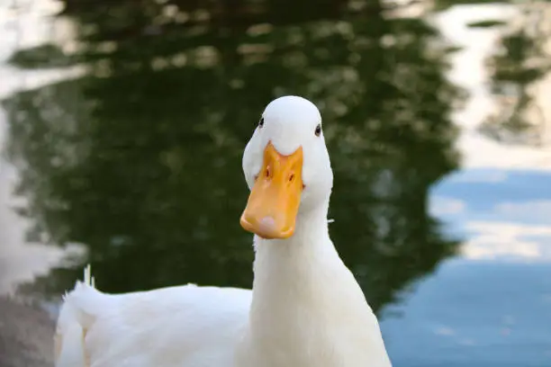 Photo of Duck Face
