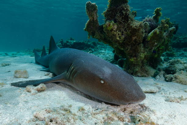 Nurse shark Nurse shark (Ginglymostoma cirratum) in the Natural Reserve of Petite Terre off the coasts of Guadeloupe (Caribbean, France) marine reserve photos stock pictures, royalty-free photos & images