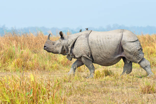 istock One Horned Rhinoceros portrait 1268043101