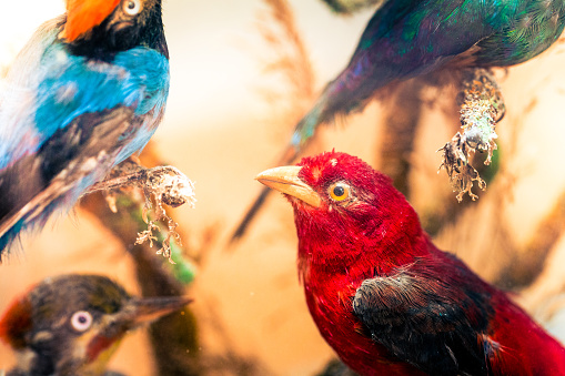 Close up color image depicting an arrangement of colorful, rare and extinct birds on display. The plumage and feathers of the birds are of an array of beautiful and bright colors.