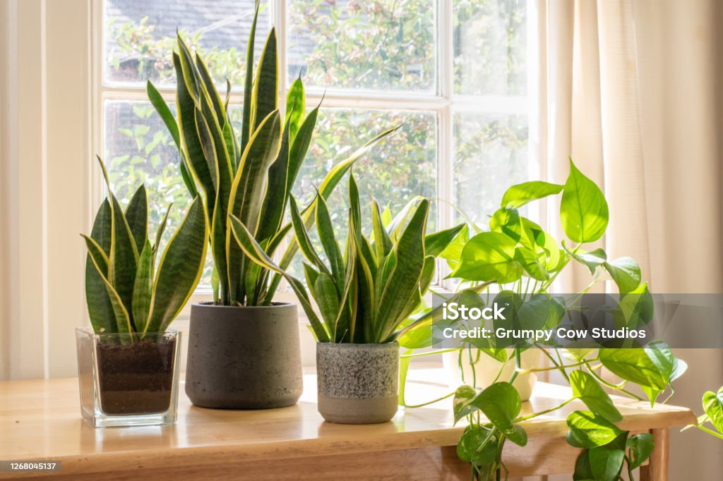 Potted snake plants inside a beautiful new flat or apartment. Indoor houseplants next to a window in a beautifully designed home or flat interior. Plant Stock Photo