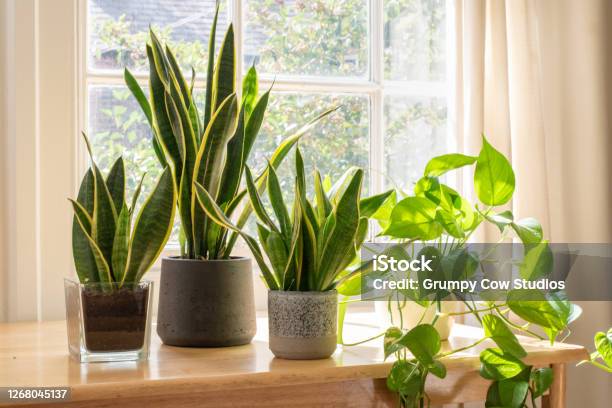 Potted Snake Plants Inside A Beautiful New Flat Or Apartment Stock Photo - Download Image Now