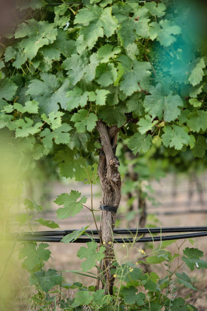 Vertical Wine Trunk - Closeup stock photo