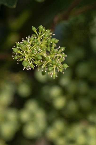 istock Closeup of Young Grapes 1268045151