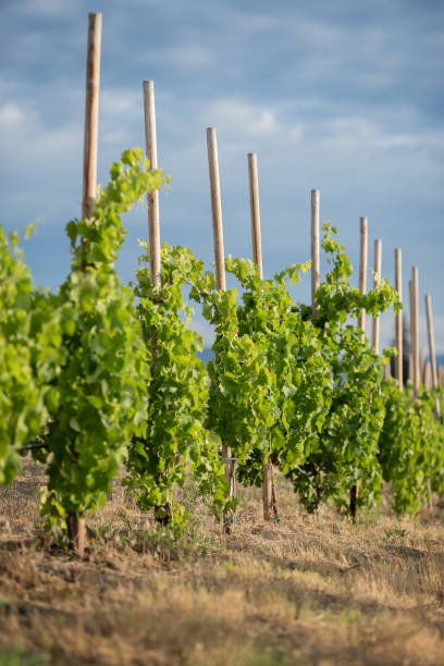 Young Grapevines stock photo