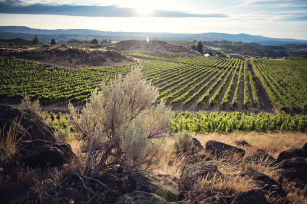 istock Sunrise at a Beautiful Washington State Vineyard - Sagebrush 1268045172
