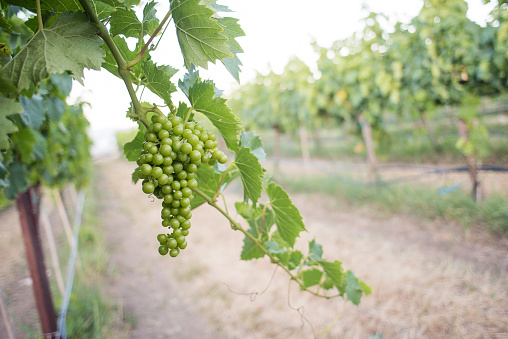 Beautiful Washington State Vineyards, Organic & Biodynamic