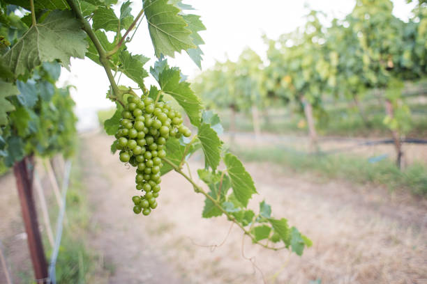 Young wine grape cluster hanging on the vine stock photo