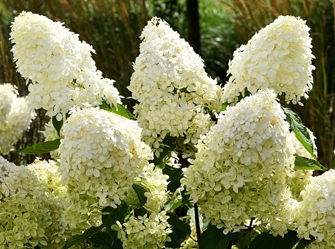 A closeup of the white flower panicles of Hydrangea paniculata Phantom.