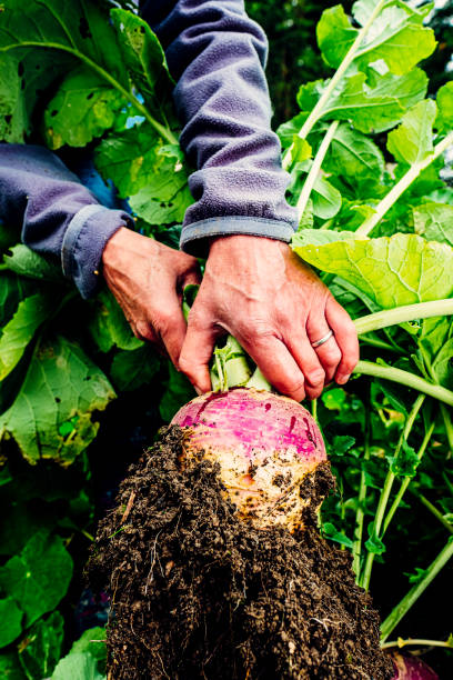 istock Harvesting turnips in vegetable garden 1268046564