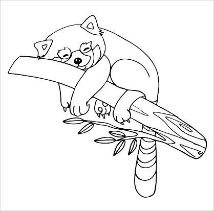 A happy red Panda is lying on a tree branch with its paws hanging down. Very happy and relaxed. Outline drawing by hand, black and white, linear, isolated on a white background. Coloring