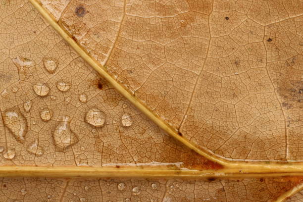 Close-up of raindrops on a brown leaf
