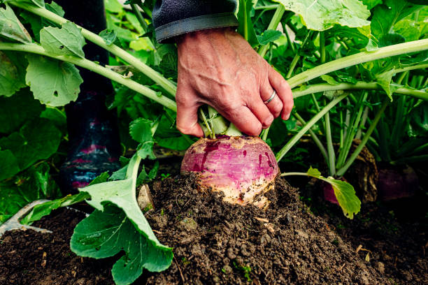 istock Harvesting turnips in vegetable garden 1268047767