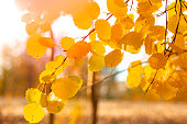 Autumn yellow foliage on an aspen branch. Seasonal atmospheric landscape.