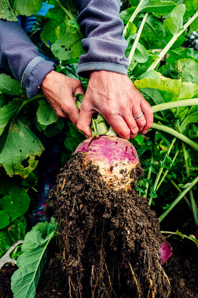 istock Harvesting turnips in vegetable garden 1268049635