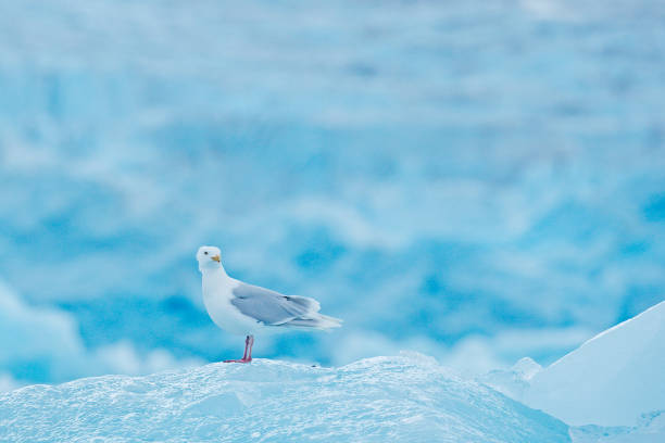 istock Glaucous gull, Larus hyperboreus on ice with snow. Seal carcass with white gull, Bird feeding blood viscera in nature habitat. Animal behavior in Arctic. 1268049871