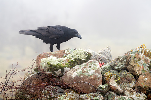 Raven, foggy day. Black raven sitting on the stone. Stone with lichen and black bird. Raven on the rock. Wildlife scene from nature. Bird with big bill.
