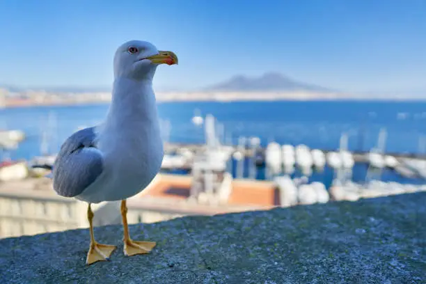 Gull bird on wall in Castel dell'Ovo, Naples, Italy in Europe. Yellow-legged gull, Larus michahellis, in the yacht herbour port near sea with Vesuvio volcano in the background, sunny day by the sea.