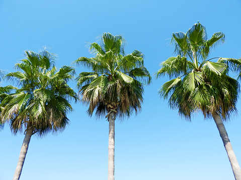 three palm trees stretching into the sky