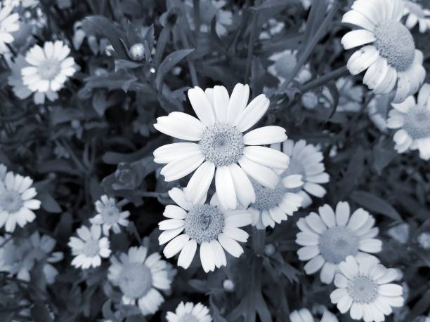 istock Black and white flowers background 1268050163