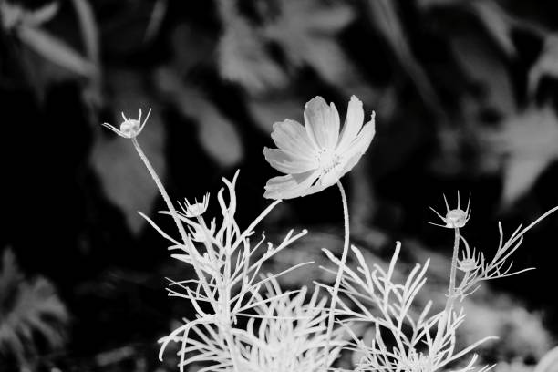 istock Black and white flowers background 1268050216