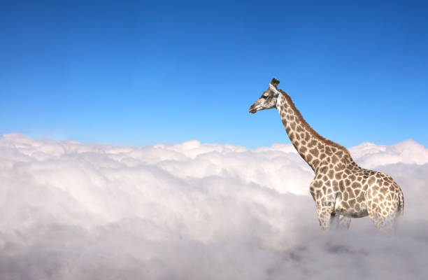 istock Cute giraffe in the sky 1268050589