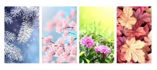 istock Four seasons of year 1268052661