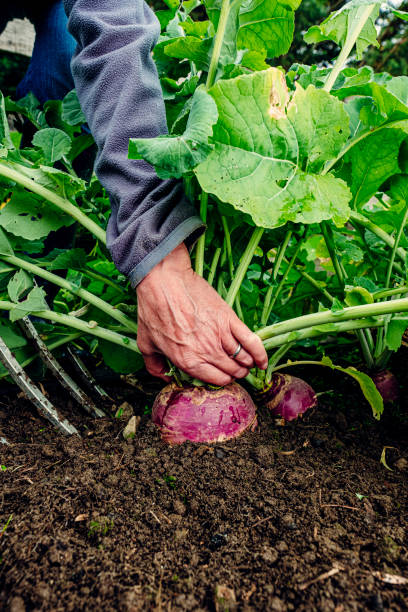 istock Harvesting turnips in vegetable garden 1268053099