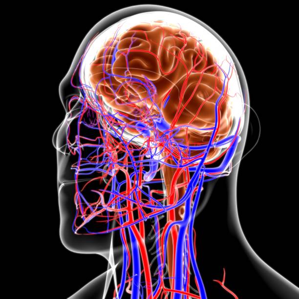 istock Human Brain Anatomy For Medical Concept 3D 1268053403