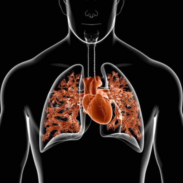 istock Lungs Human Respiratory System Anatomy For Medical Concept 3D 1268054194