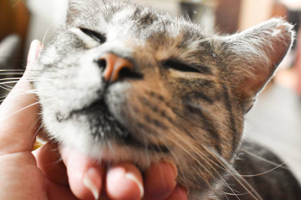 istock Petting a cute gray cat 1268054215