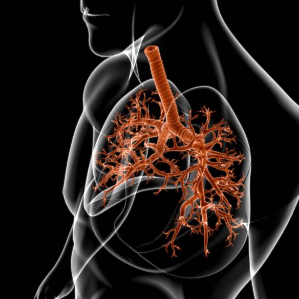 istock Lungs Human Respiratory System Anatomy For Medical Concept 3D 1268054258