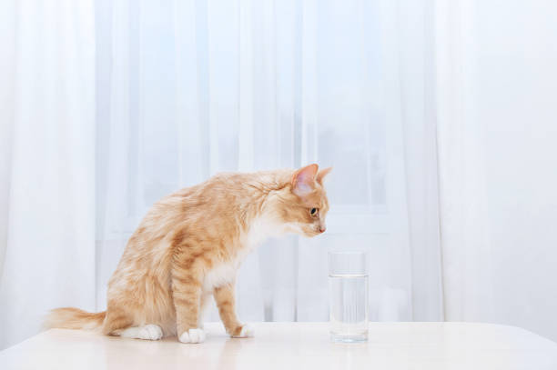 Beige cat on the table water in a glass in the kitchen.