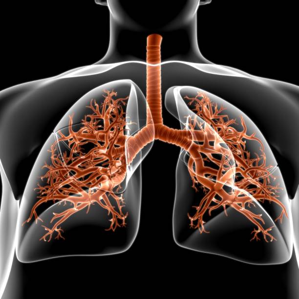 istock Lungs Human Respiratory System Anatomy For Medical Concept 3D 1268054265