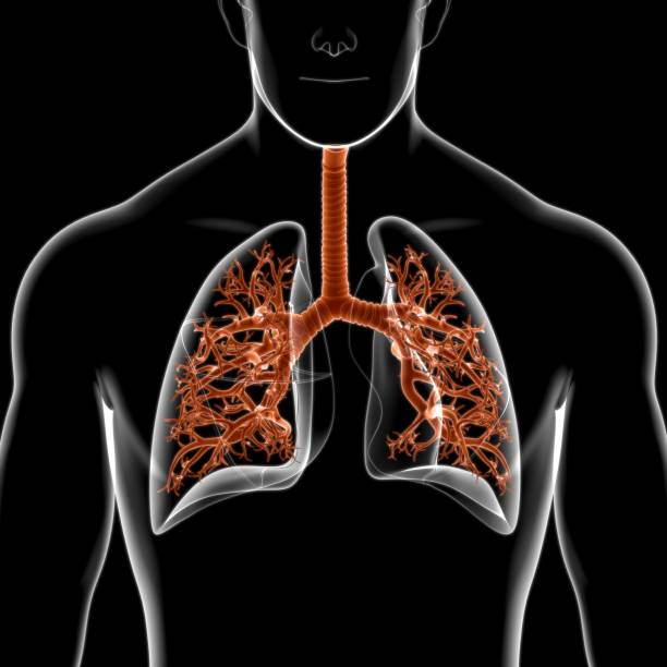 istock Lungs Human Respiratory System Anatomy For Medical Concept 3D 1268054271