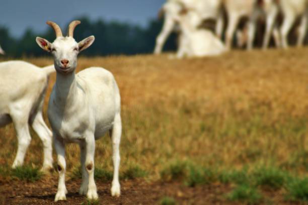 chèvres blanches - goat willow photos et images de collection