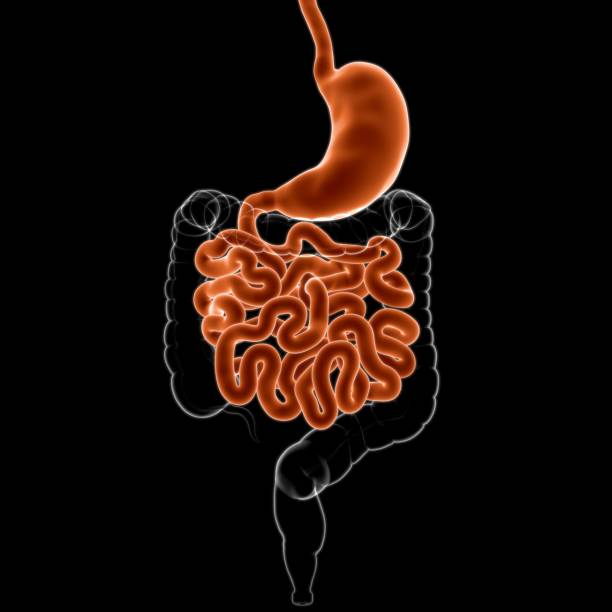 istock Stomach Anatomy Human Digestive System For Medical Concept 3D 1268054374