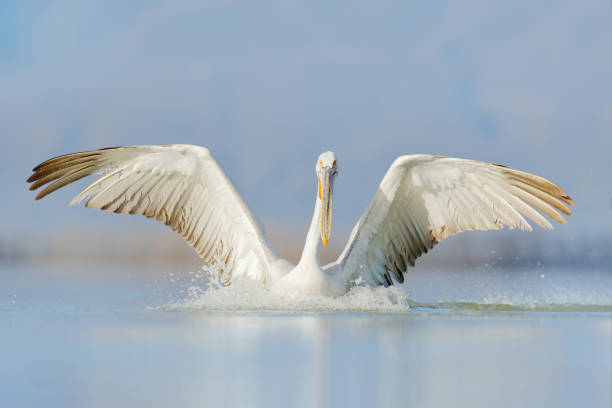 départ d’oiseau dans l’eau. pélican dalmate, pelecanus crispus, atterrissage dans le lac kerkini, grèce. pélican avec des ailes ouvertes. scène de la faune de la nature européenne. - pelican beak open bird photos et images de collection